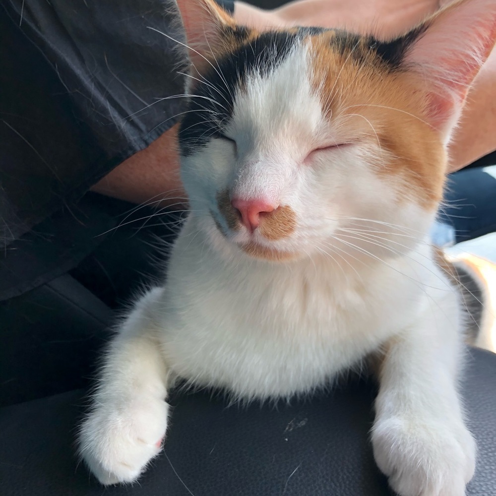 Meet your Posher, Helen